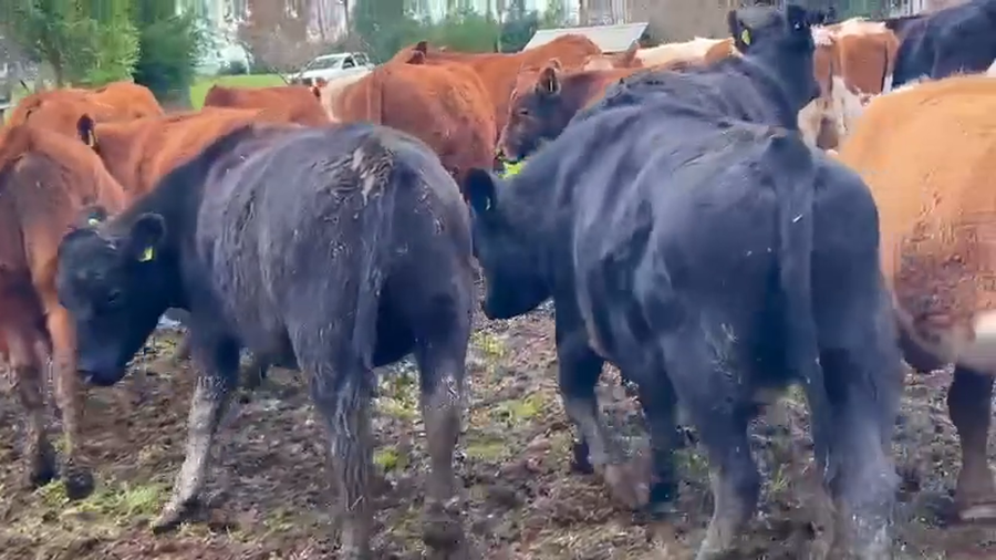 Lote 82 Novillo Engorda en Purranque, X Región Los Lagos