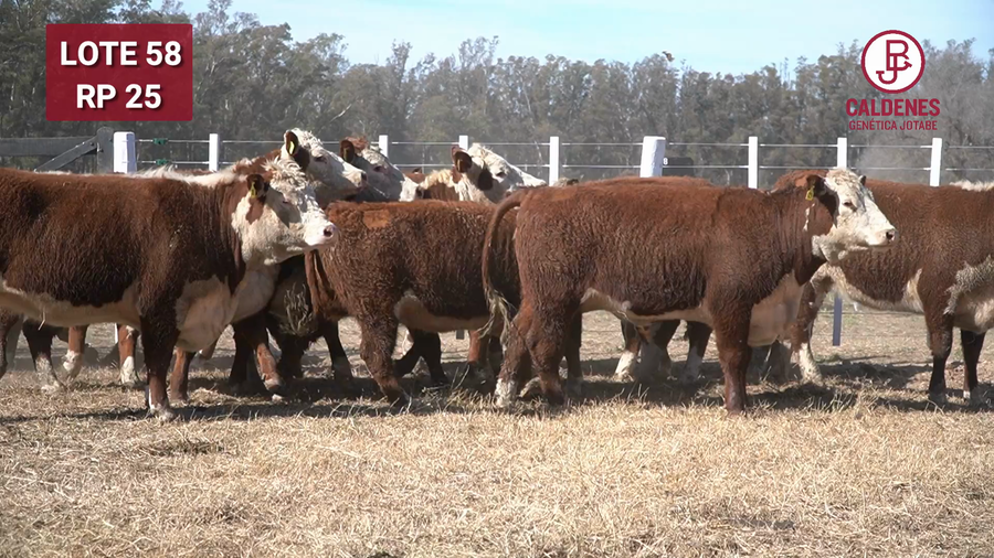 Lote VAQUILLONA PR PREÑADA PARICIÓN PRIMAVERA
