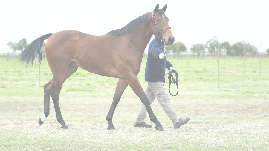 Lote EVIDENCIADO (LIZARD ISLAND -  E VIDENCIAS)