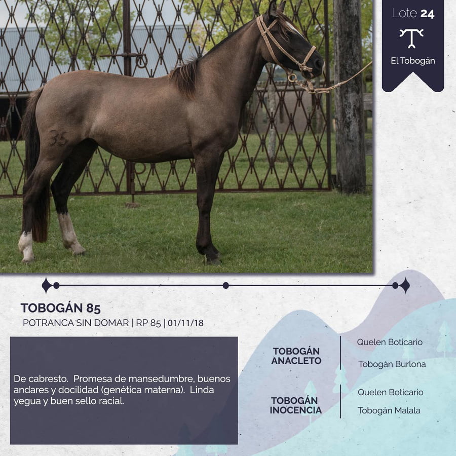 Lote TOBOGAN 85