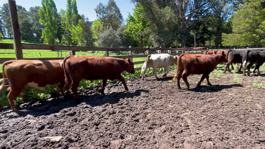 Lote 50 Novillo Engorda en VIII Región Biobío, Cabrero