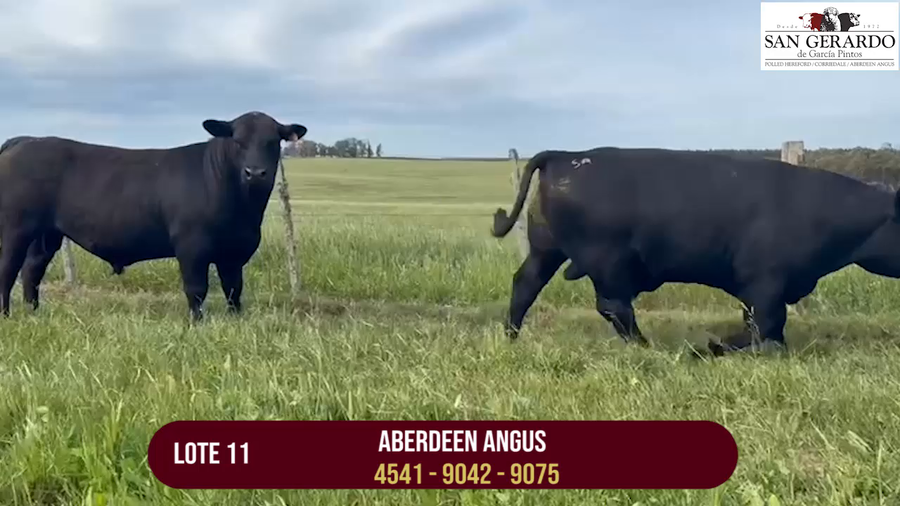 Lote TOROS ABERDEEN ANGUS