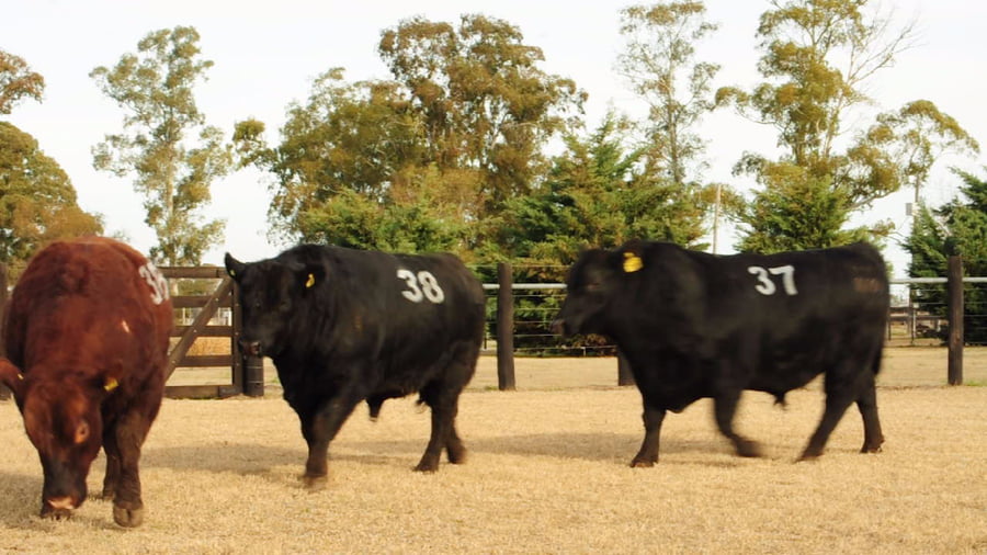 Lote TOROS ANGUS PUROS CONTROLADOS