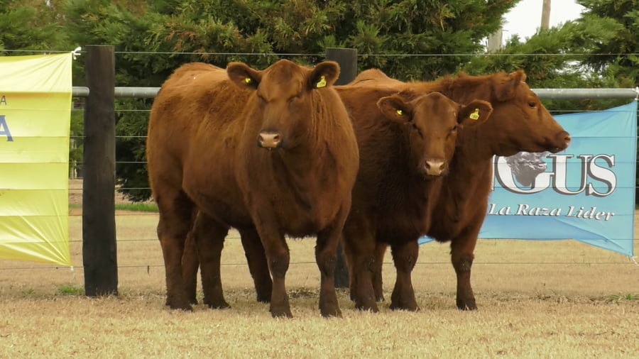 Lote VAQ.  ANGUS PC PREÑADAS PARICION PRIMAVERA