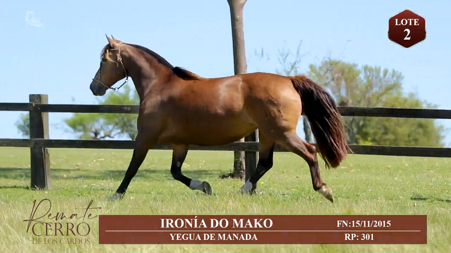 Lote IRONÍA DO MAKO