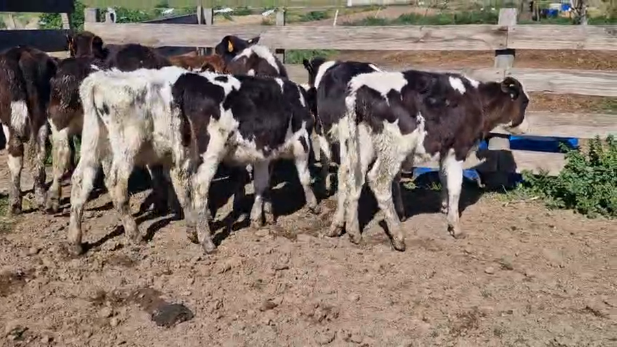 Lote 9 Terneros a remate en Pantalla Aniversario - Escritorio Camy, San José