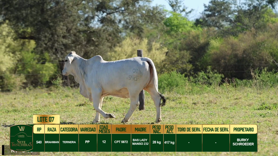 Lote LOTE 7