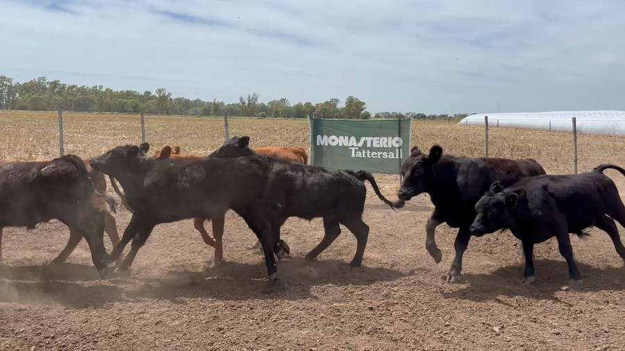 Lote 67 Terneros en Miguel Riglos - La Pampa