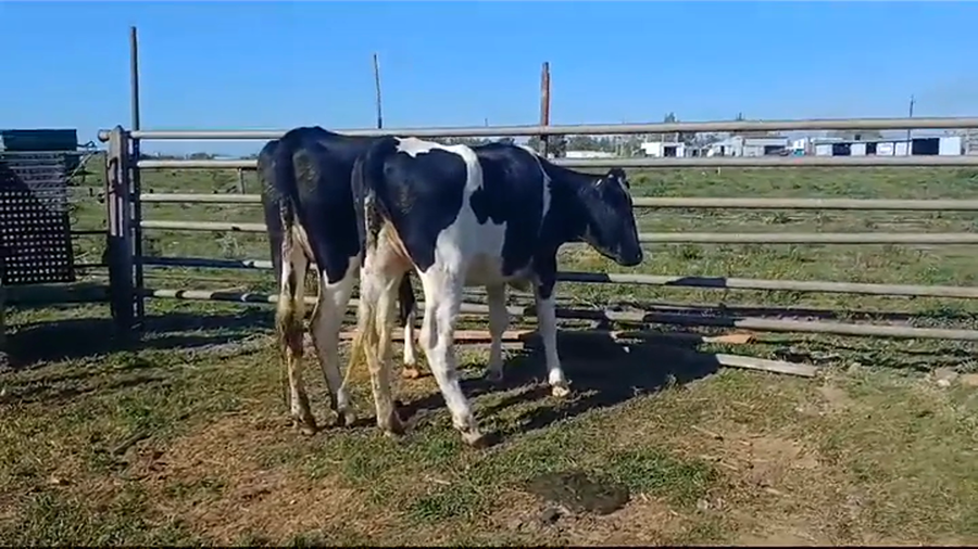 Lote (Vendido)2 Vientres Holando HOLANDO a remate en #37 Pantalla Carmelo en ZANJA ONDA