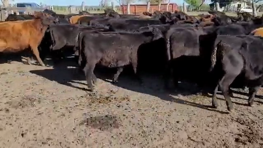 Lote 60 Terneras en Entre Ríos, Villaguay