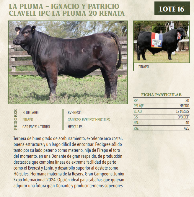 Lote LOTE 16