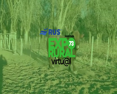 Lote TOROS PP BONSMARA