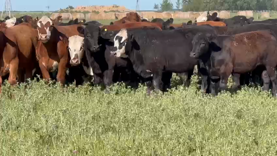 Lote 60 Novillitos en Dolores, Buenos Aires