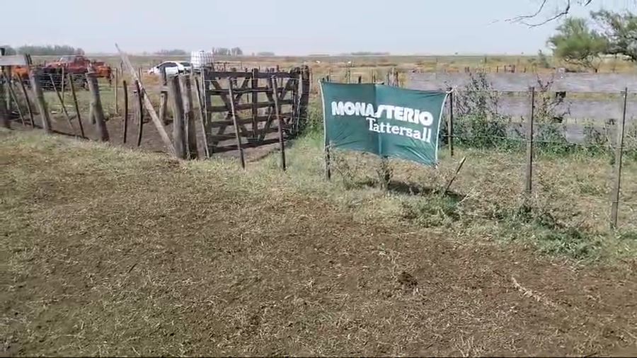 Lote 62 Terneras EN ARBOLEDAS