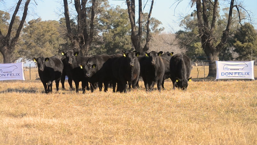 Lote Cabaña Don Felix: VAQUILLONAS ANGUS P.C.
