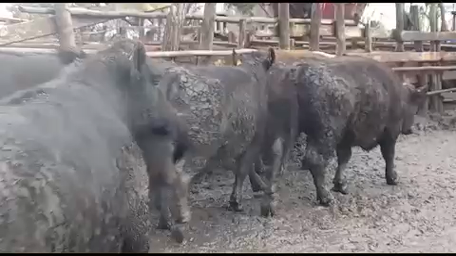 Lote 45 Novillo Gordo en VII  Región Maule, Yerbas Buenas