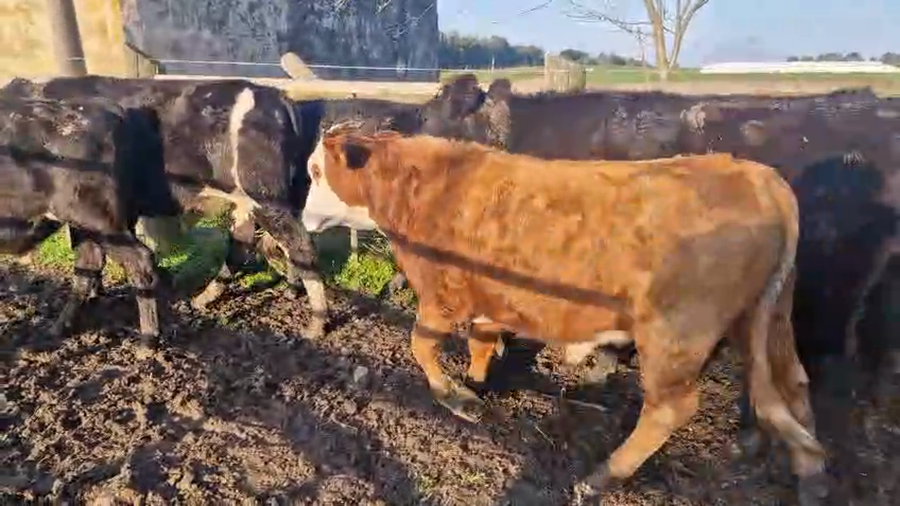 Lote 9 Novillos a remate en Pantalla Aniversario - Escritorio Camy, San José