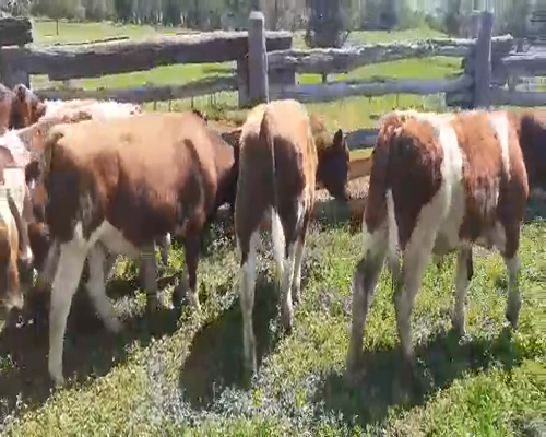 Lote 35 Ternero en Coyhaique, XI Región Aysén