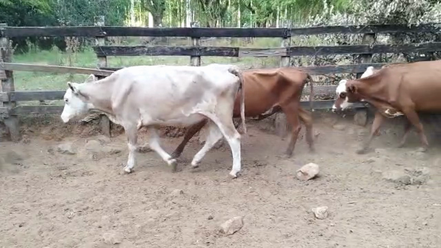 Lote 40 Vacas de Invernada en Rivera