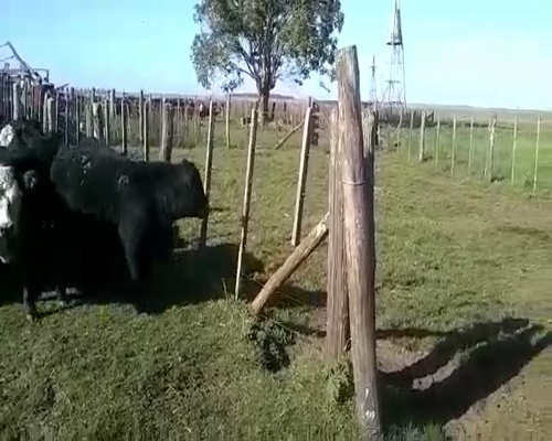 Lote 50 Terneros/as en Gral. Belgrano, Buenos Aires