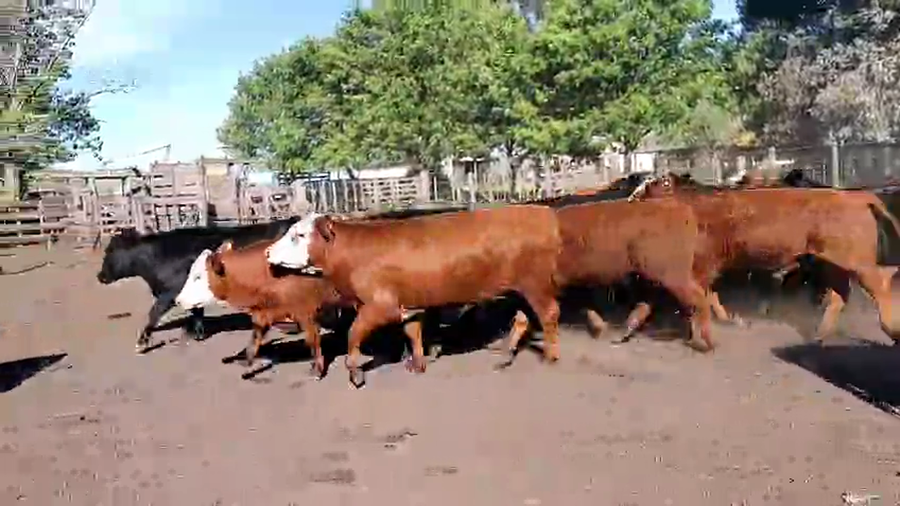 Lote 40 Novillos y Novillitos en Azul