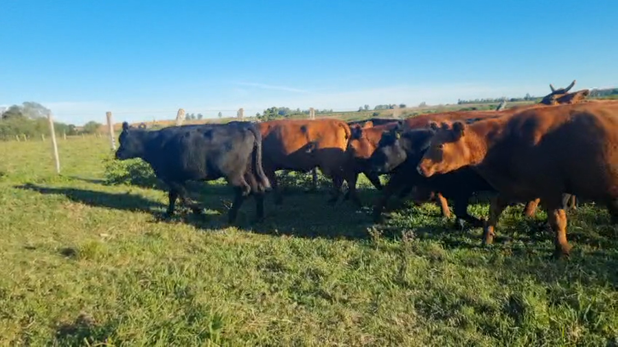 Lote 35 Vacas de invernar en Corrientes, Monte Caseros
