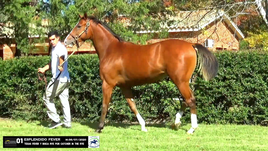 Lote ESPLENDIDO FEVER