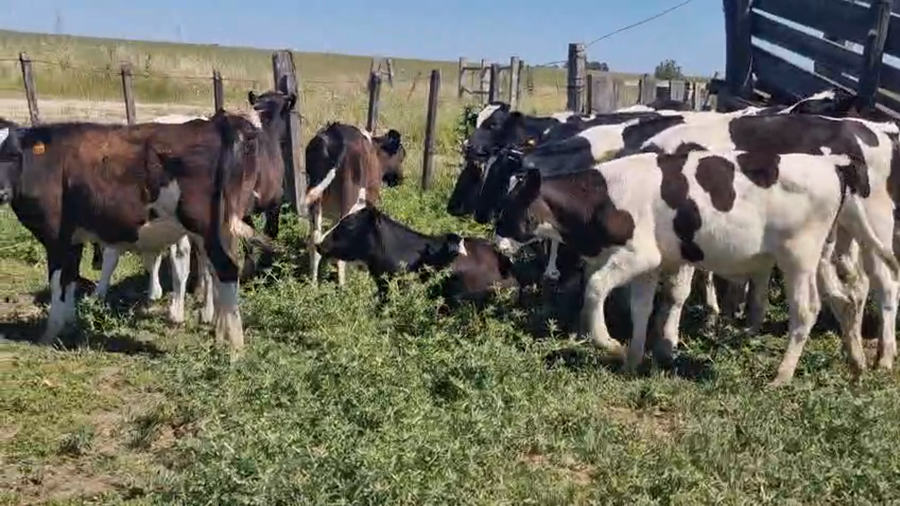 Lote 23 Terneros a remate en Pantalla Camy, San José