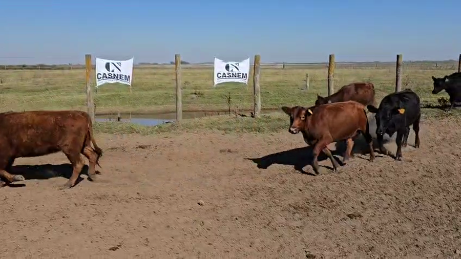 Lote 58 Vacas nuevas C/ gtia de preñez en Córdoba, La Carlota