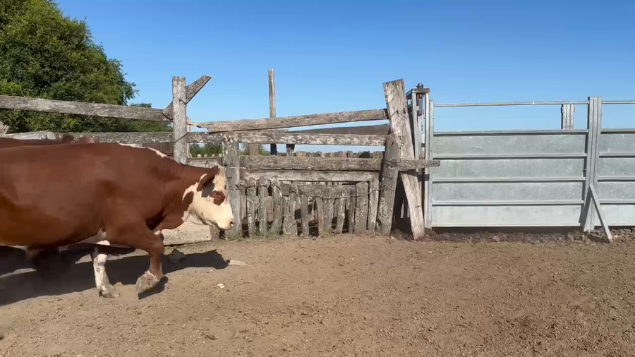 Lote 74 Novillos en Corrientes, Curuzú-Cuatiá