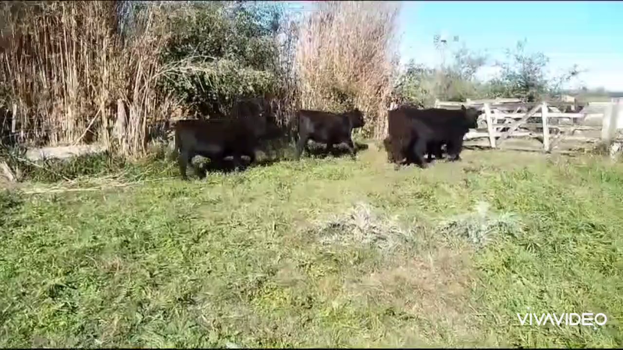 Lote 84 Terneros/as en Brandsen, Buenos Aires