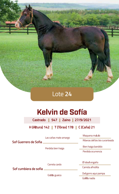 Lote LOTE 24