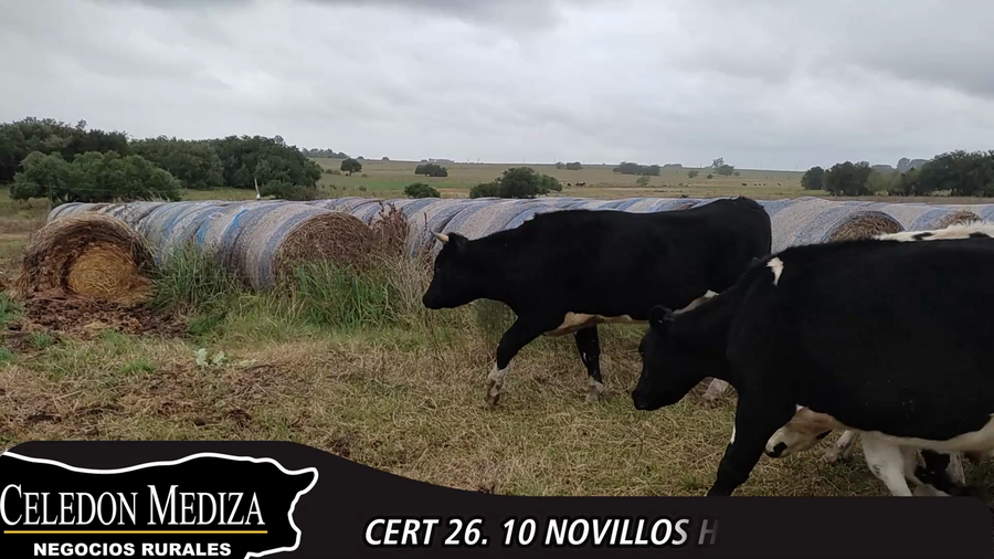 Lote 10 Novillos 1 a 2 años en Colonia