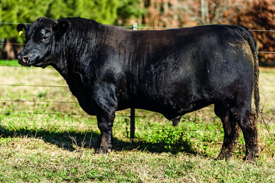 Lote TOROS PUROS DE PEDIGREE