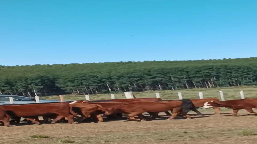 Lote 28 Terneros