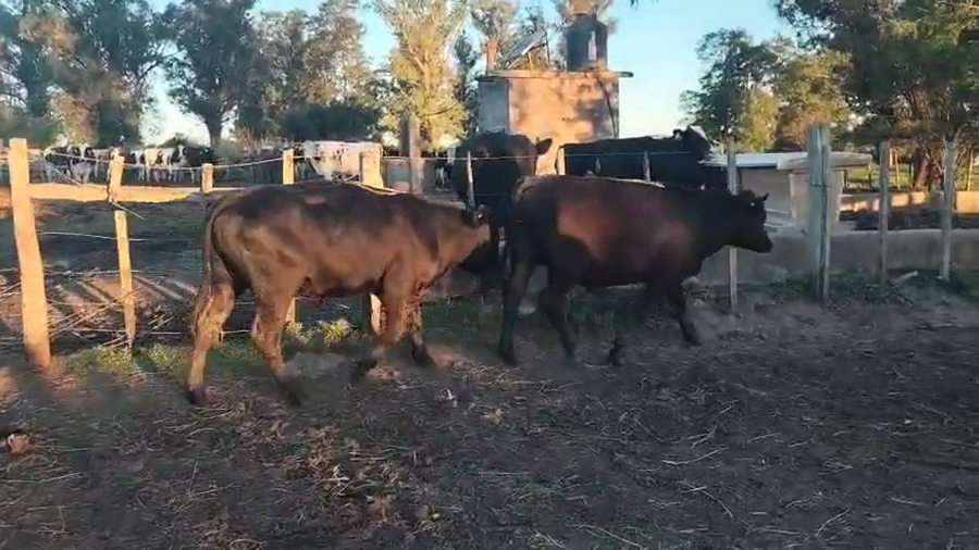 Lote 2 Novillos a remate en Pantalla Camy, San José