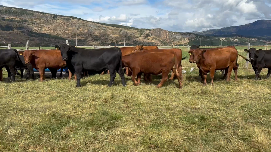 Lote 50 Novillo Engorda en XI Región Aysén, Coyhaique