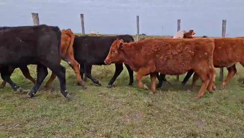 Lote TERNERAS