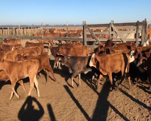 Lote 300 Terneros/as en Virasoro, Corrientes