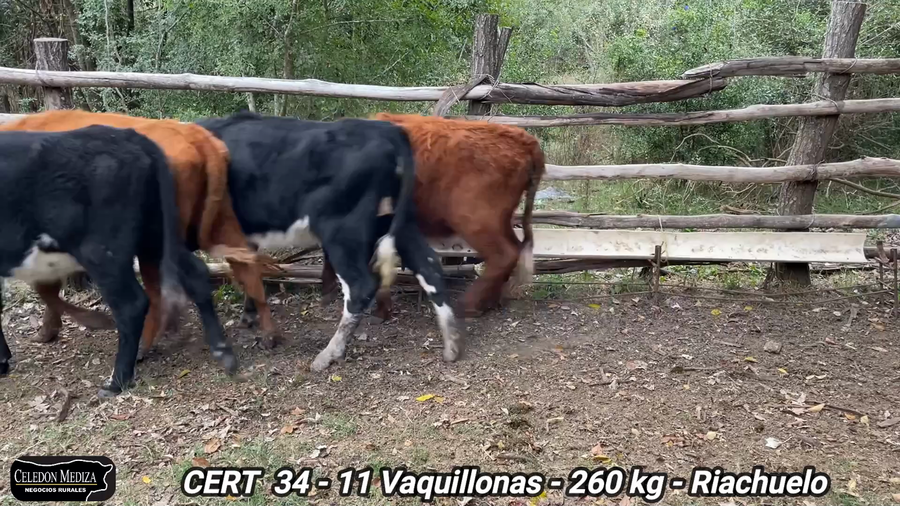 Lote 11 Vaquillonas 1 a 2 años en Riachuelo, Colonia