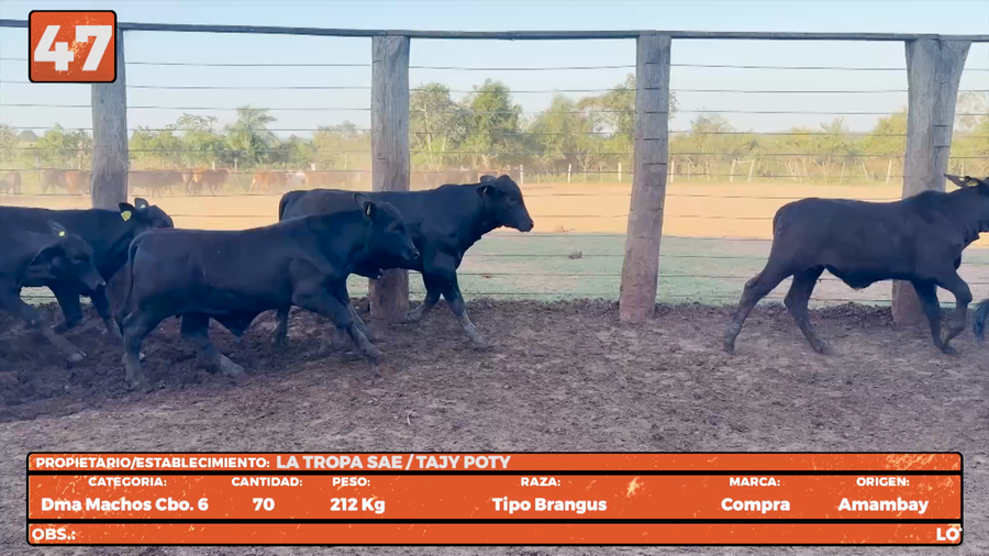 Lote LOTE 47