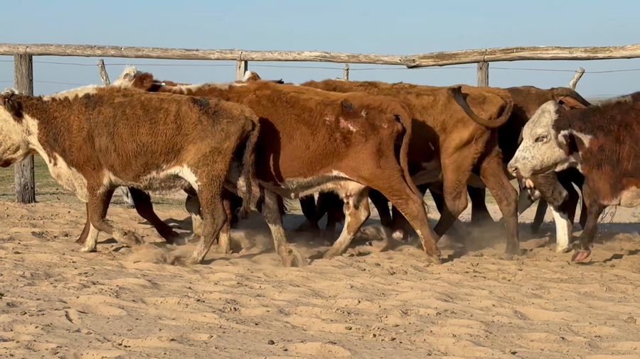 Lote 33 Vacas de invernar