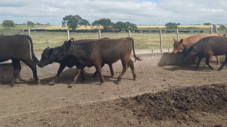 Lote 120 Terneras