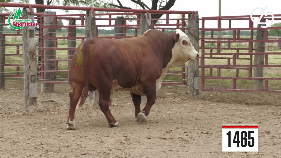 Lote Braford