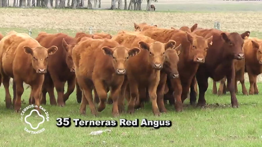 Lote 35 terneras
