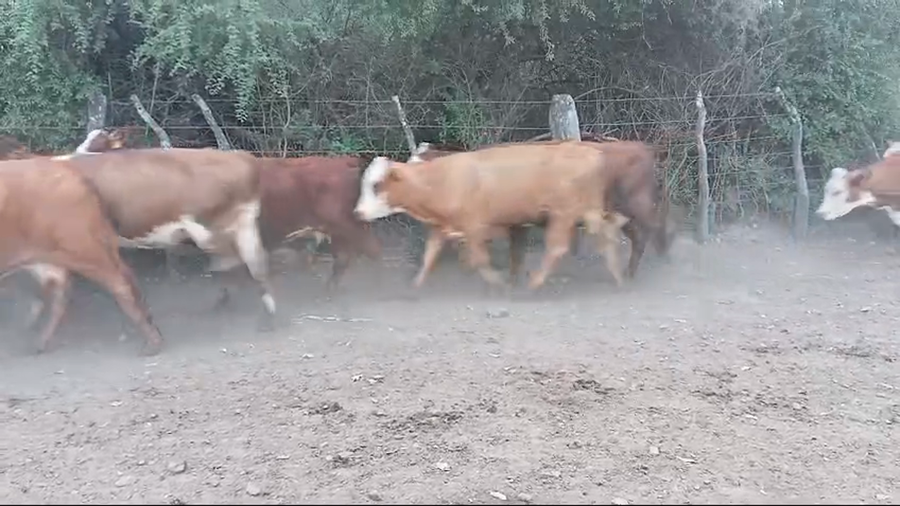 Lote 35 Vacas de invernar en Corrientes, Mercedes