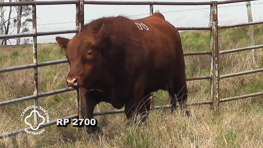 Lote Toro Red Angus SA de 3 años