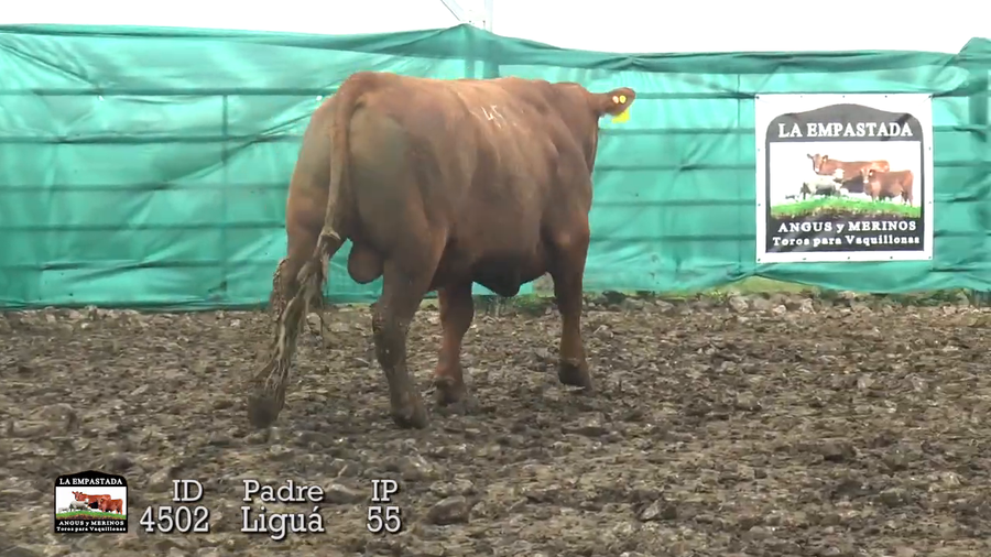 Lote 3 Toros a remate en Toros Para Vaquillonas, Durazno
