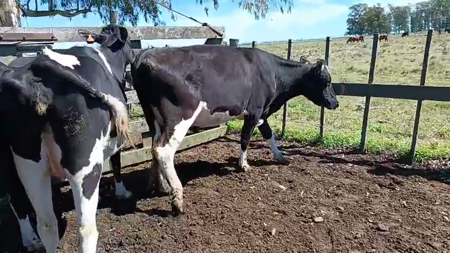 Lote 3 Vaquillonas  a remate en Pantalla Camy 450kg - , San José