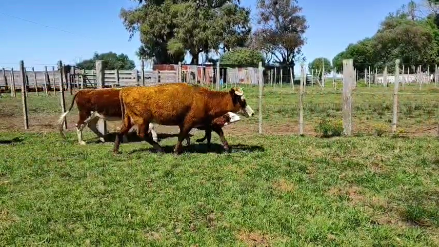 Lote 22 Piezas de cría a remate en Pantalla Camy, San José